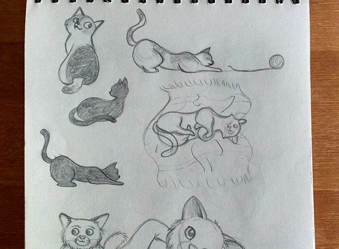 Estudos de anatomia de gato