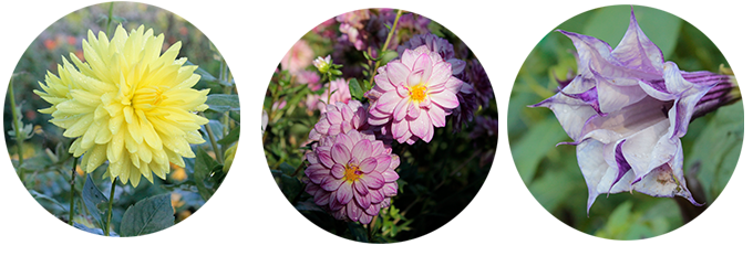 Flores
